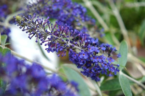 Obraz Buddleja